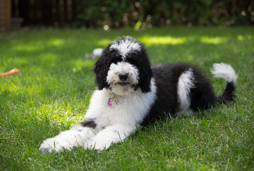 Spotlight Breed Sheepadoodle 