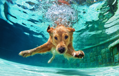 Can All Dogs Swim 