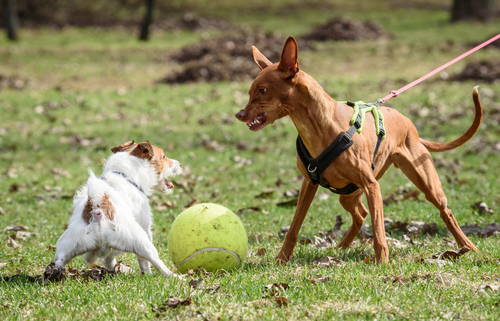 Dog Park Dog Attack 