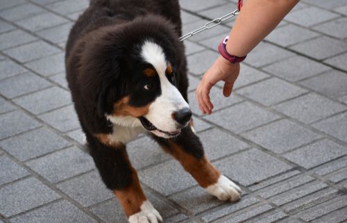 Meeting a Dog for the First Time 