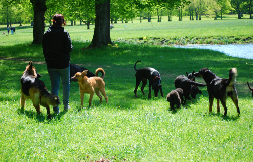 Picking the Perfect Doggy Daycare Service 