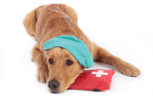 Recognizing a Pet Emergency 