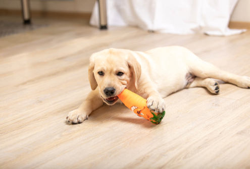 Training Tips Apartment Training a Puppy 