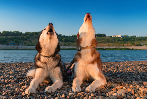 Why Do Dogs Howl 