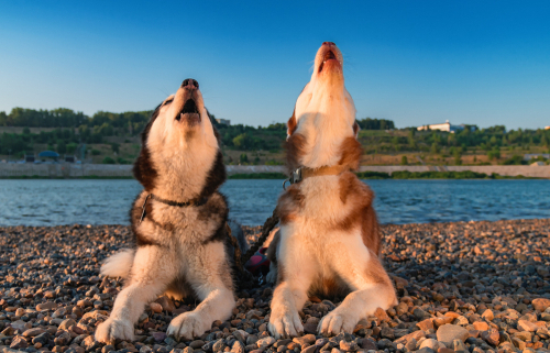 Why Do Dogs Howl 