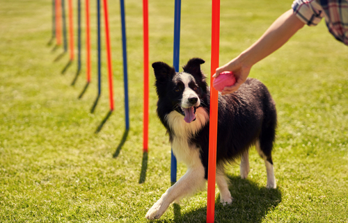 Agility Training – Beginning Steps 