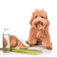 Coconut Oil is Great for Dogs! 