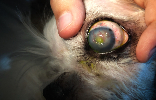 Common Eye Diseases in Dogs 