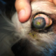 Common Eye Diseases in Dogs 