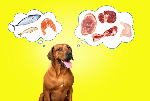 Dog Foods Is Fish Better than Meat  