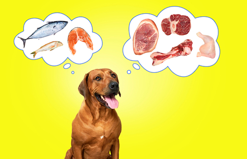 what fish is best for dogs