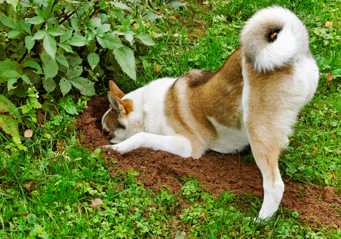 Dogs and Landscape