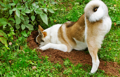 Dogs and Landscape