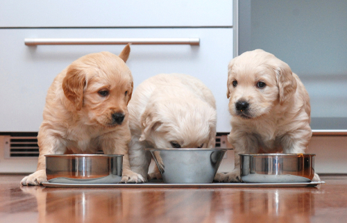 Feeding a Puppy  