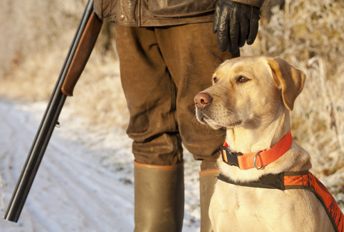 Hunting Dog Supplies