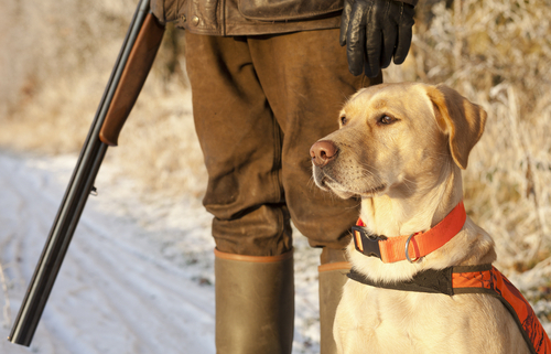 Hunting Dog Supplies Hot Dog on a Leash