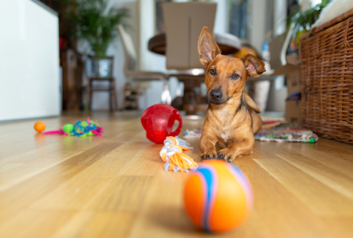 Indoor Dog Exercise Ideas 