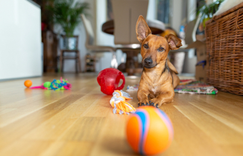 Indoor Dog Exercise Ideas 