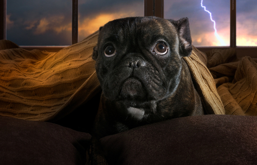 Keeping Your Dog Calm During a Thunderstorm