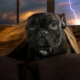 Keeping Your Dog Calm During a Thunderstorm