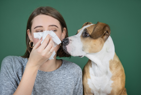 Living with Dogs When You Have Allergies 