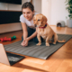 Online Dog Training – Pros & Cons 