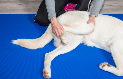 Physical Therapy Exercises for Dogs 