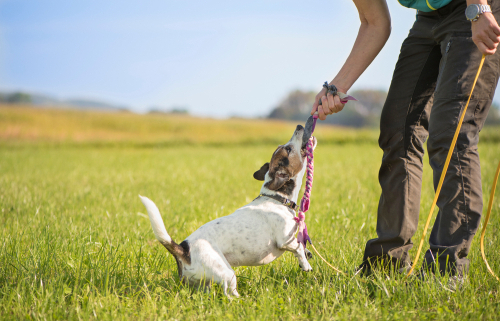 Playing Tug-of-War with Your Dog is a Good Thing! 