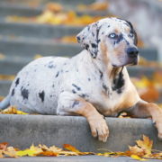 Spotlight Breed American Leopard Hound 