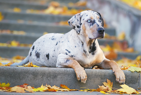 Spotlight Breed American Leopard Hound 