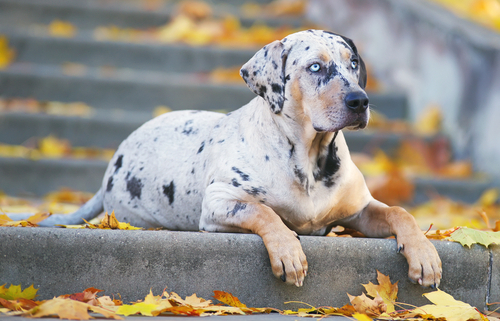 Spotlight Breed American Leopard Hound 