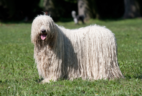 Spotlight Breed Komondor 