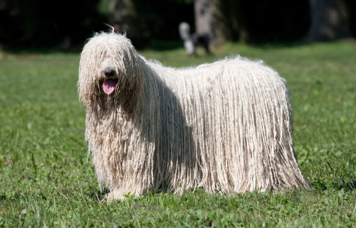 Spotlight Breed Komondor 