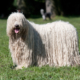 Spotlight Breed Komondor 