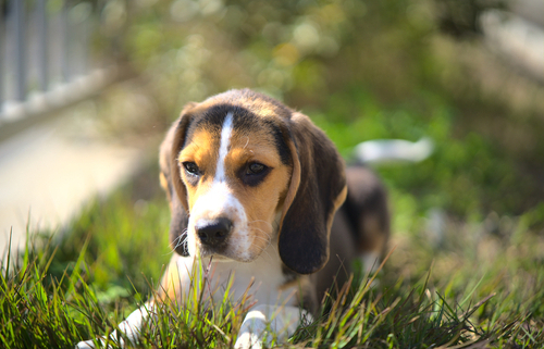 Spotlight Breed Pocket Beagle 