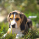 Spotlight Breed Pocket Beagle 