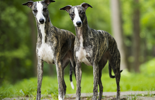 Spotlight Breed Whippet 