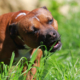 Why is My Dog Eating Grass