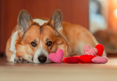 Celebrate Valentine’s Day with Your Dog! 