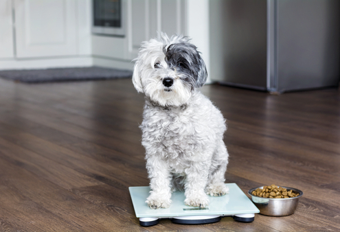 Eating Disorders in Dogs