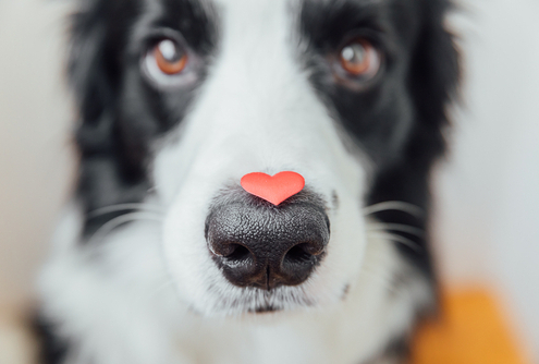 Having a Dog Can Help Your Heart! 