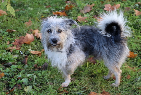 Helping a Dog with a Sprained Ankle 