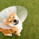 How to Help Your Dog Adjust to the “Cone of Shame” 