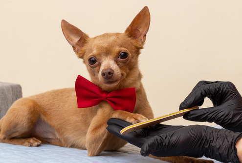 Keeping Your Dog Calm During Grooming Visits 