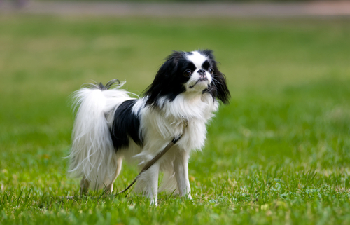 Spotlight Breed Japanese Chin 