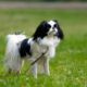 Spotlight Breed Japanese Chin 