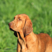 Spotlight Breed Redbone Coonhound 