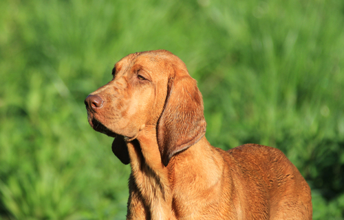 Spotlight Breed Redbone Coonhound 