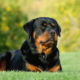 Spotlight Breed Rottweiler