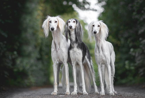 Spotlight Breed Saluki 